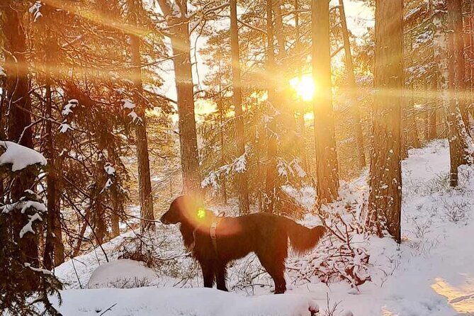 Oslo: Winter wonderland forest hike & campfire with a dog - Stop 1: Kolbotntjernet—Neighborhood Warm-Up, Lake Air, and a Restroom