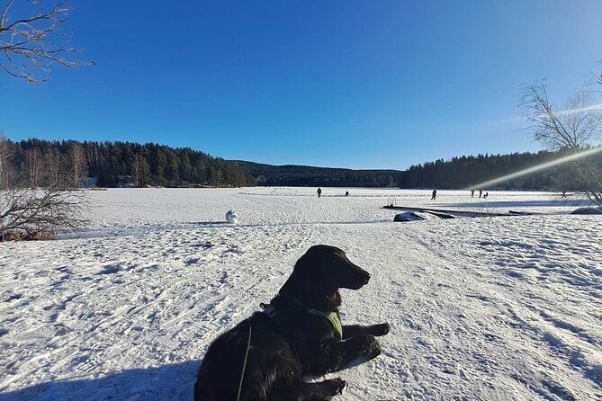 Oslo: Winter wonderland forest hike & campfire with a dog - Stop 4: Solbråtan stasjon—Forest Exit, Cozy Neighborhoods, and Back to Trains