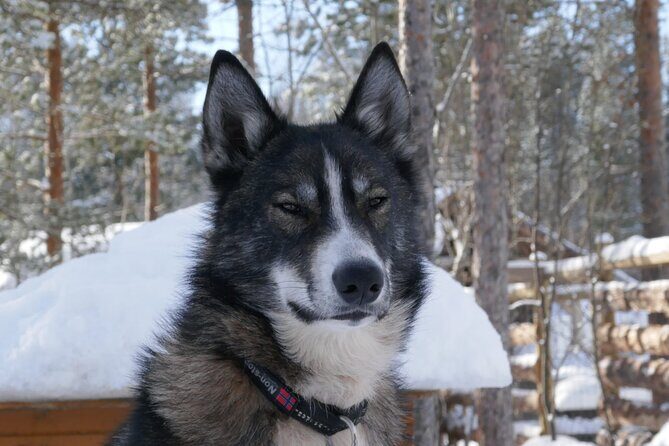 Privat sled trip with husky in the alta valley - Key highlights to know before you go