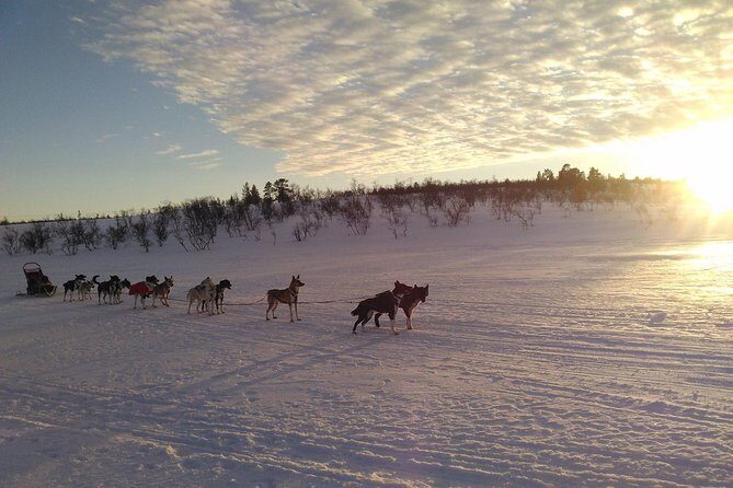 Privat sled trip with husky in the alta valley - Price and value: why $345.27 can make sense in Alta