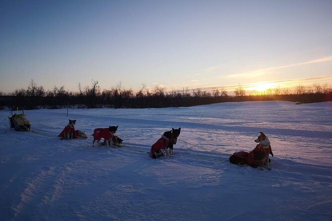 Privat sled trip with husky in the alta valley - Practical tips so you stay comfortable (and enjoy it more)
