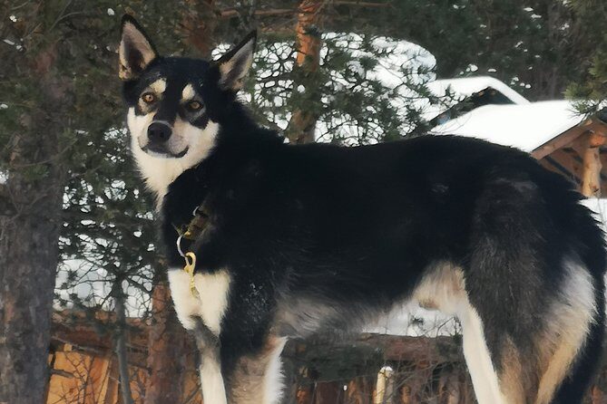 Privat sled trip with husky in the alta valley - Who this tour fits best (and who should reconsider)