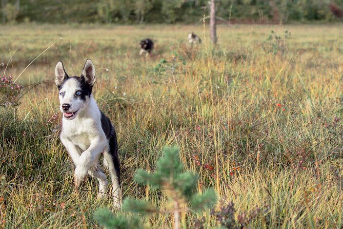 Puppy Training Experience at a Husky Farm in Tromso - Puppy Training at a Husky Farm: What Your 4.5 Hours Are Like