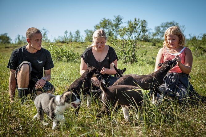 Puppy Training Experience at a Husky Farm in Tromso - Puppies to Older Huskies: Walks, Training Games, and Cuddly Downtime