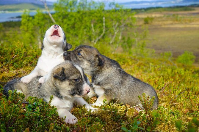 Puppy Training Experience at a Husky Farm in Tromso - Radisson Blu Pickup, Transport Time, and What You Actually Need