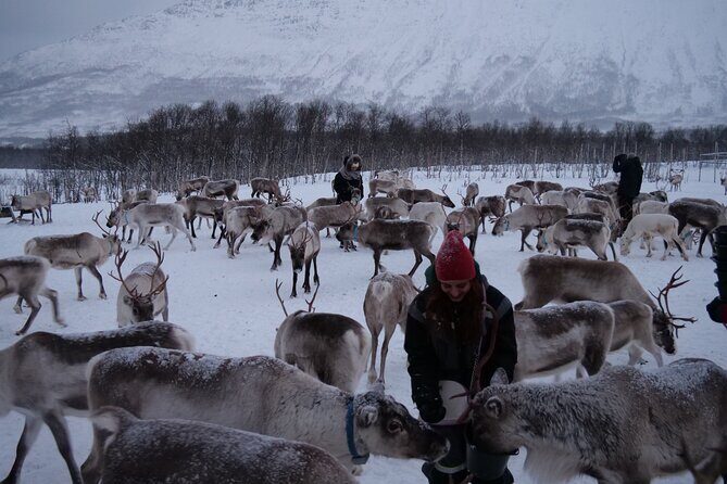 Reindeer Feeding and Sami Culture Afternoon Departure - Key things to know before you go