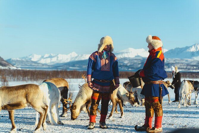 Reindeer Feeding and Sami Culture Afternoon Departure - Tromsø Reindeer Feeding and Sami Culture: the vibe and why it works
