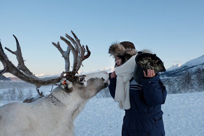 Reindeer Feeding and Sami Culture Afternoon Departure - Lunch timing and the little gaps you should plan for