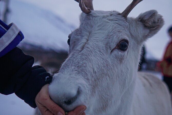 Reindeer Feeding and Sami Culture Afternoon Departure - Getting there from Fredrik Langes gate 4 at 1:00 pm