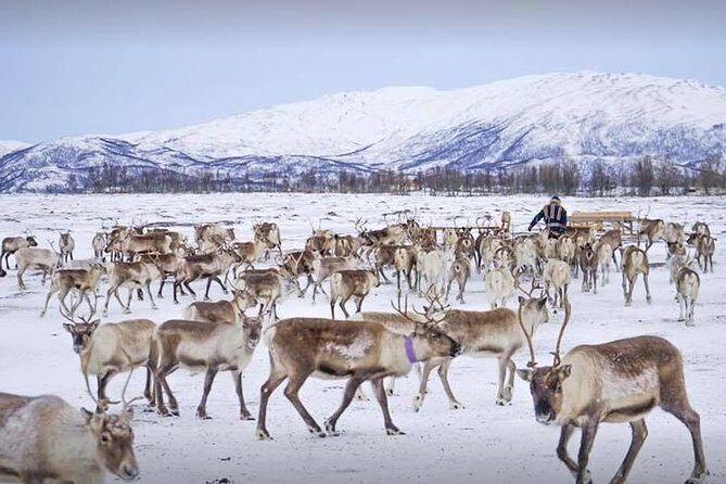 Reindeer Feeding and Sami Culture Including Lunch from Tromso - Key things that make this tour worth your time