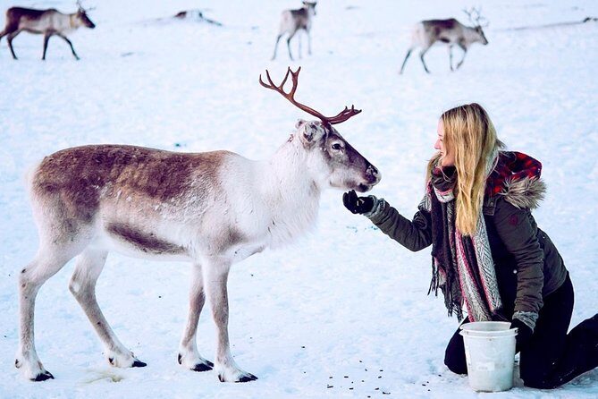Reindeer Feeding and Sami Culture Including Lunch from Tromso - Tromsø’s Sami Camp: What This Experience Really Feels Like