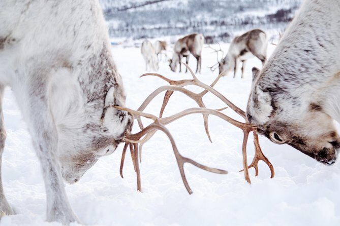 Reindeer Feeding and Sami Culture Including Lunch from Tromso - Lasso Throwing Practice: A Small Activity With Big Meaning