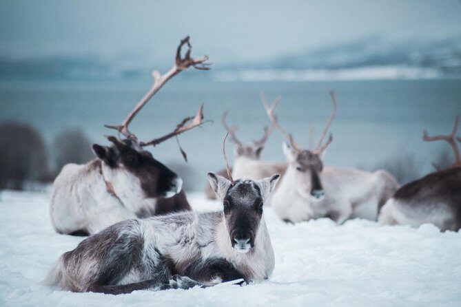 Reindeer Feeding and Sami Culture Including Lunch from Tromso - Timing That Works: About 4 Hours Total, Not a Half-Day Marathon