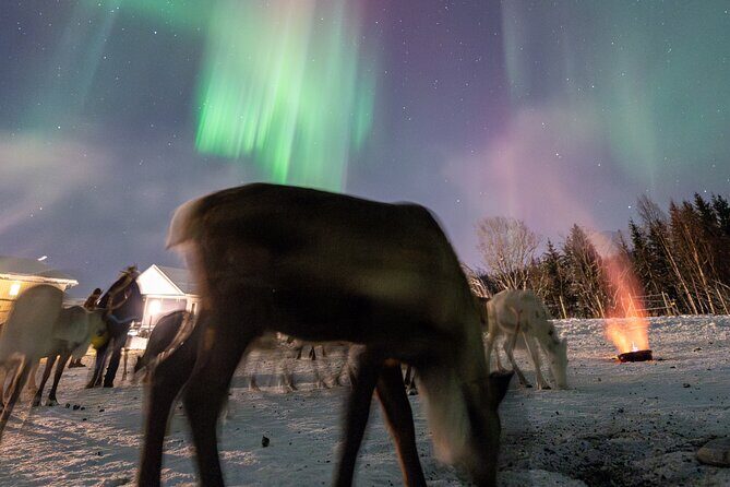 Reindeer Feeding and Sledding, Sami Storytelling Night Tour - A 5 pm Tromsø start gives you the best evening rhythm