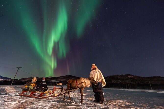 Reindeer Feeding and Sledding, Sami Storytelling Night Tour - Feeding reindeer: the hands-on moment you’ll remember