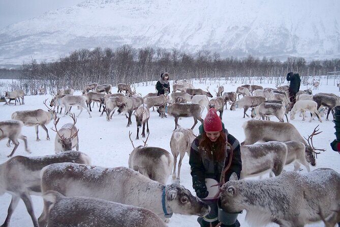 Reindeer feeding & Saami Culture - Included extras that make the day easier (and warmer)