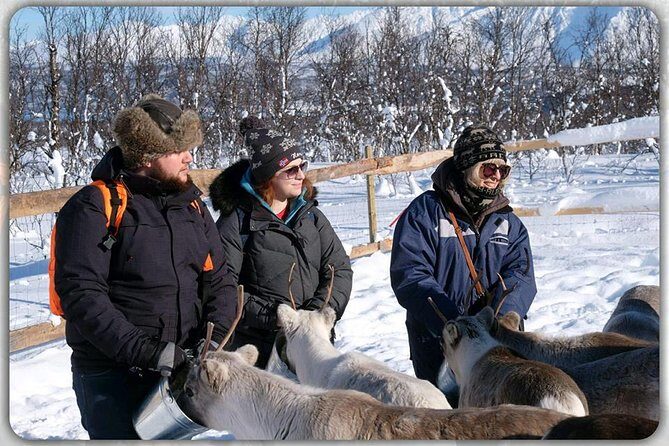 Reindeer feeding & Saami Culture - Who should book this tour, and who should consider alternatives