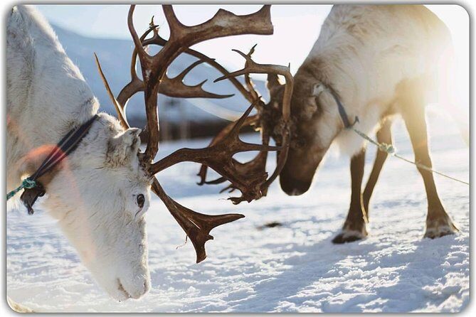Reindeer feeding & Saami Culture - Should you book this reindeer feeding and Sámi culture tour?