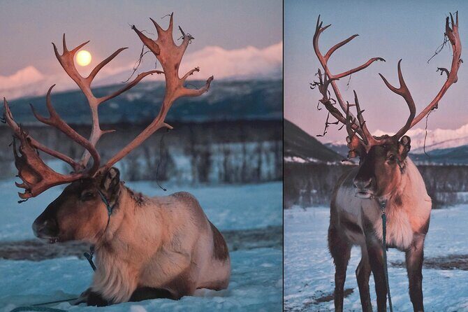 Reindeer feeding & Saami Culture with chance for Northern Lights - The Sámi Camp Scene: Hundreds of Reindeer and the Feeding Moment