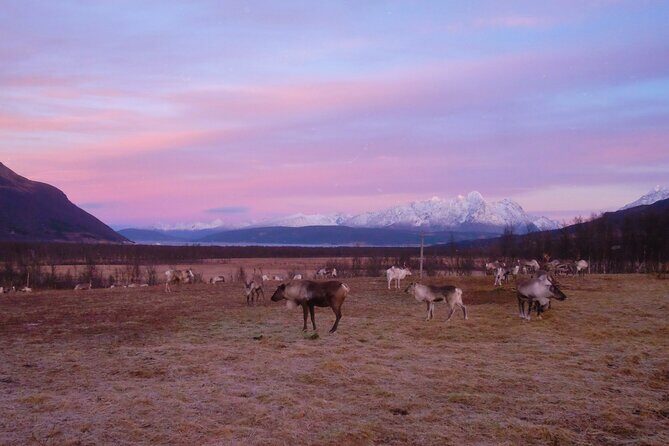 Reindeer feeding & Saami Culture with chance for Northern Lights - What You Learn: Sámi Life, Arctic Survival, and Guide Style