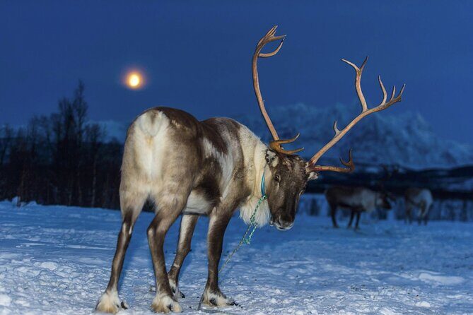 Reindeer feeding & Saami Culture with chance for Northern Lights - Price and Value: Is $182.37 Reasonable for This Much Planning?