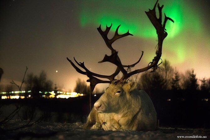 Reindeer Sledding and Feeding with Chance of Northern Lights Tromso - Key highlights you will feel fast