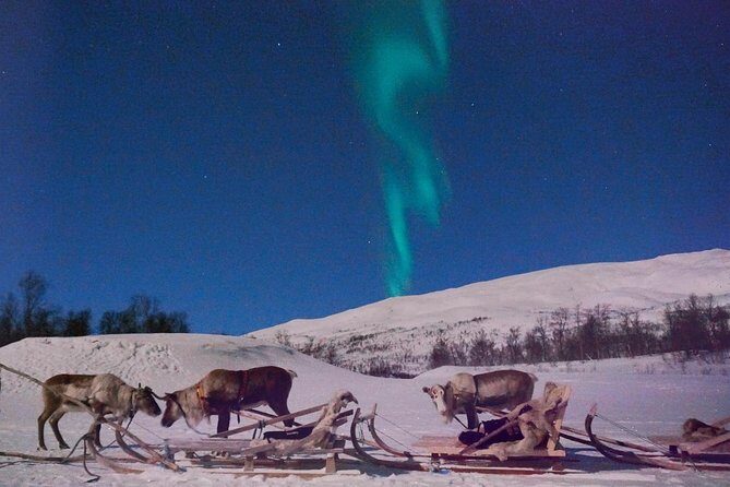 Reindeer Sledding and Feeding with Chance of Northern Lights Tromso - The reindeer part: sledding plus real feeding time