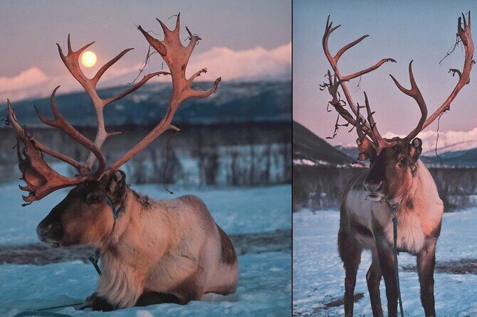 Reindeer Sledding and Feeding with Chance of Northern Lights Tromso - Northern lights: how the tour tries to improve your odds