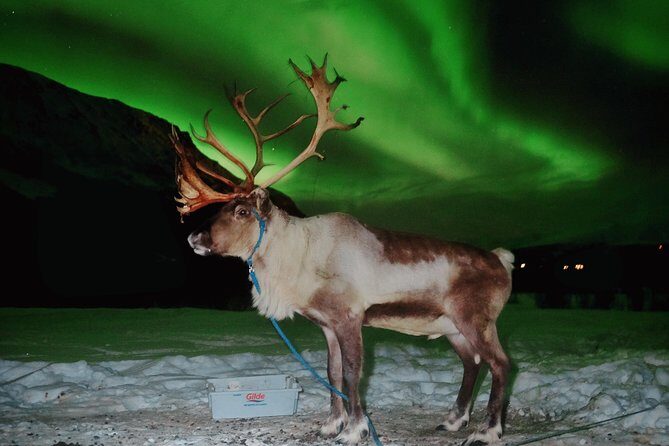 Reindeer Sledding and Feeding with Chance of Northern Lights Tromso - Sami meal and the lavvu warm-up: what you actually eat