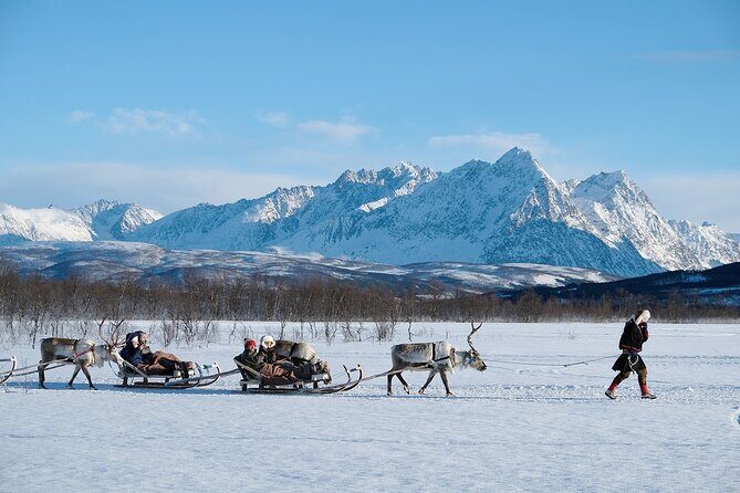 Reindeer Sledding and Feeding with Sami Culture in Tromso. - Price and value: why $237 can make sense