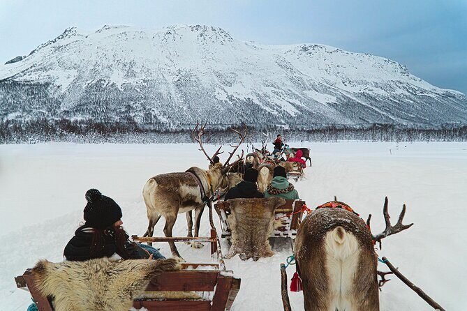 Reindeer Sledding and Feeding with Sami Culture in Tromso. - Who this tour fits best (and who should think twice)