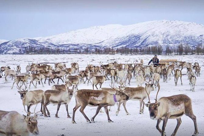 Reindeer Sledding Experience and Sami Culture Tour from Tromso - Warming up in the lavvu with coffee, cookies, and hot meal