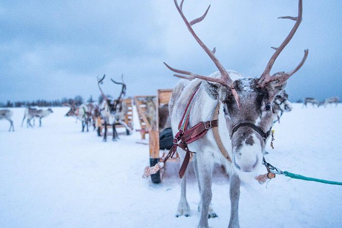 Reindeer Sledding Experience and Sami Culture Tour from Tromso - Sami stories and joik around the campfire: the cultural core