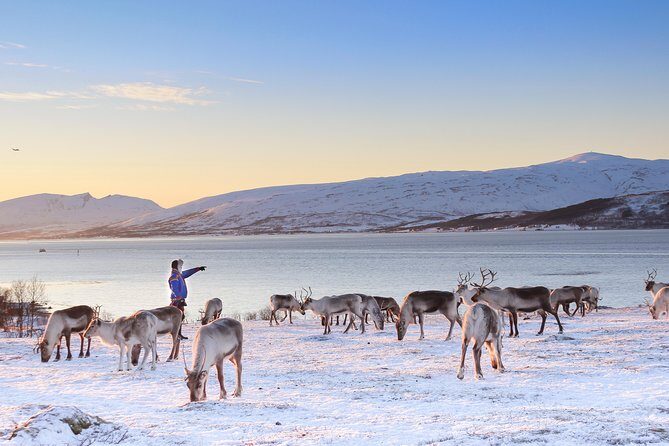 Reindeer Sledding Experience and Sami Culture Tour from Tromso - What to pack and wear so winter doesn’t steal your joy