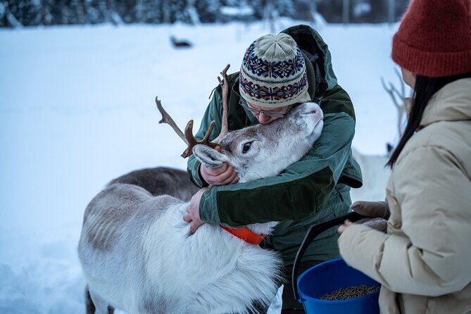 Reindeer Sledding, Feeding And Sami Culture At Reindeer Farm - Reindeer Sledding: Manage Your Expectations on Ride Length