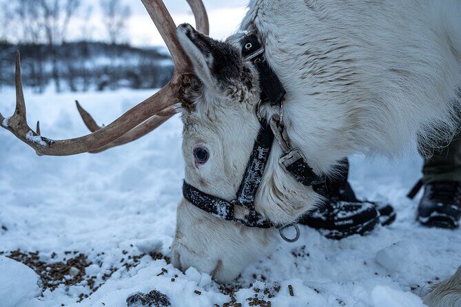Reindeer Sledding, Feeding And Sami Culture At Reindeer Farm - The Sámi Culture Moment: Stories You Can Actually Use