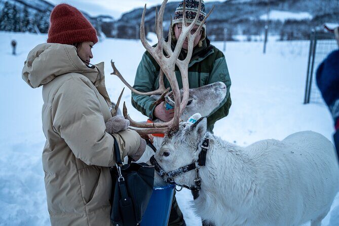 Reindeer Sledding, Feeding And Sami Culture At Reindeer Farm - Lunch by the Bonfire: Simple, Warm, and Surprisingly Memorable