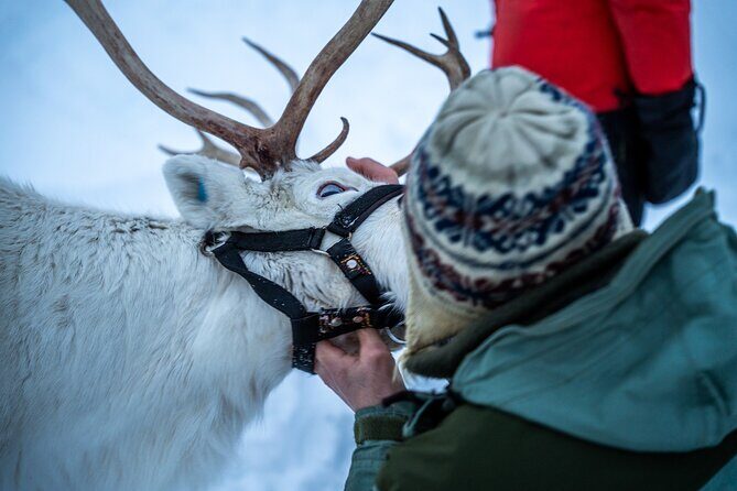 Reindeer Sledding, Feeding And Sami Culture At Reindeer Farm - Price and Value: Why It Costs $215 and Where Value Can Feel Thin