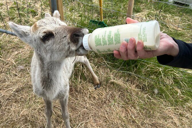 Sami Culture and Reindeer Cuddles Experience - A Real Farm Welcome on the Malangen Peninsula (Not Just a Photo Stop)