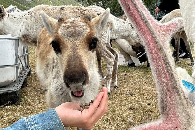 Sami Culture and Reindeer Cuddles Experience - Food, Firelight, and the Lavvu Experience