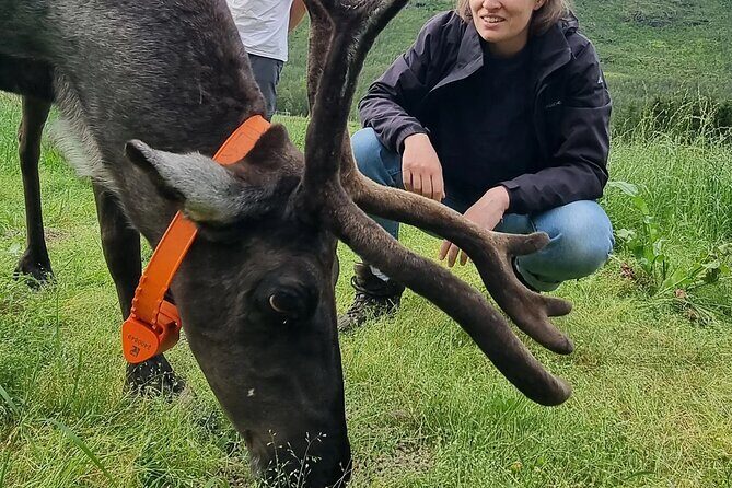 Sami Culture and Reindeer Cuddles Experience - Pickup in Tromsø and Cruise-Day Timing at Breivika