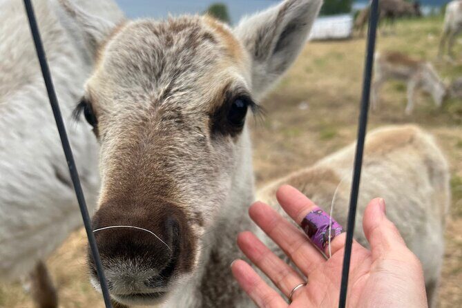 Sami Culture and Reindeer Cuddles Experience - The Guide Factor: Names, Attention, and Kids Welcome