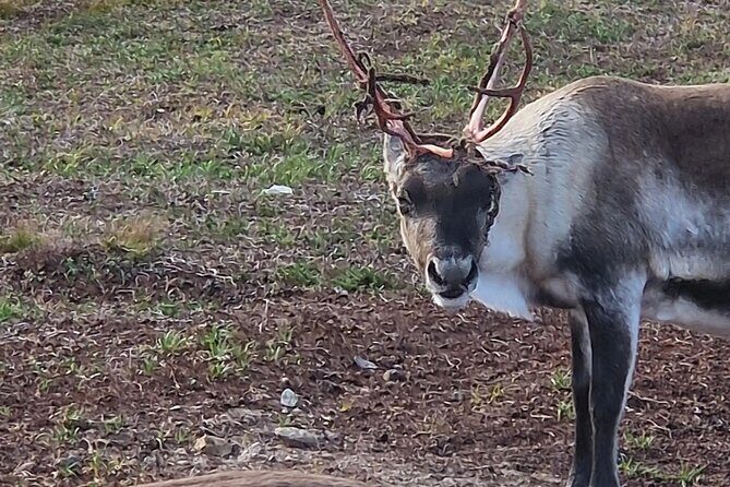 Sami Culture and Reindeer Cuddles Experience - Price and Value: What $175.32 Really Buys