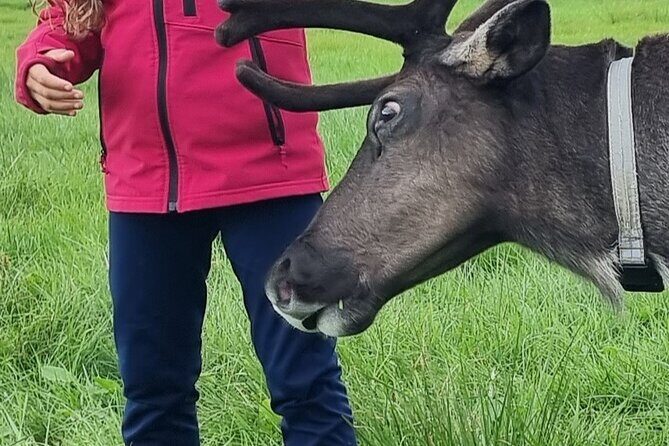 Sami Culture and Reindeer Cuddles Experience - Sámi Storytelling: History, Lifestyle, and the Seasons