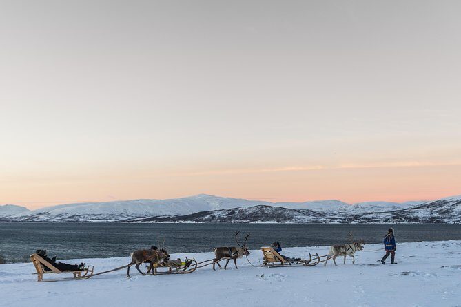 Sami Culture and Short Reindeer Sledding from Tromso - Warming up in a lavuu: bidos, cake, and coffee in a tent