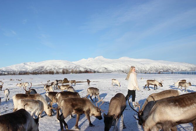 Sami Culture and Short Reindeer Sledding from Tromso - Joik and Sami stories: culture you can actually hear, not just read