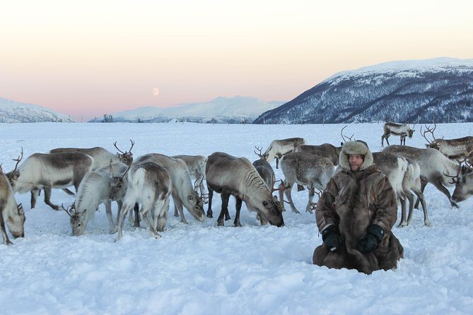 Sami Culture and Short Reindeer Sledding from Tromso - Price and value in Tromsø: what you’re really paying for