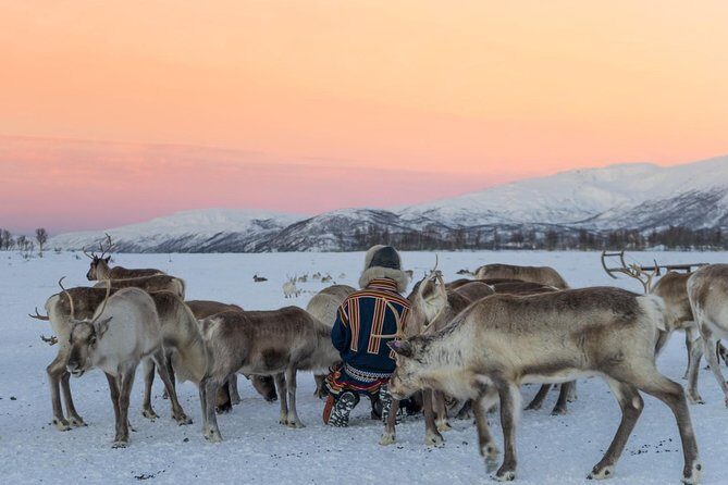Sami Culture and Short Reindeer Sledding from Tromso - Who should book this Sami reindeer camp day