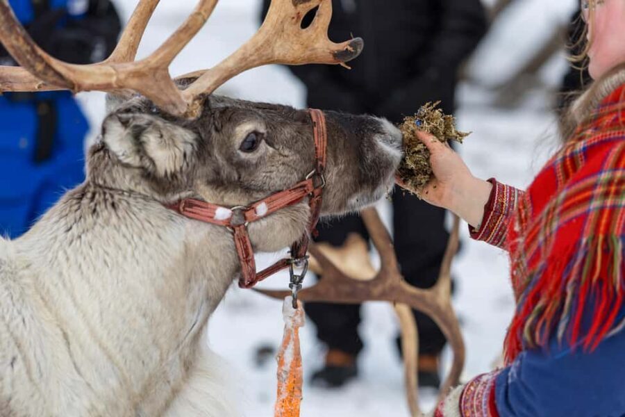 Sami Culture, Northern Lights & Reindeer Visit at Camp Tamok - Northern Lights Chances: Your Best Bet Is Remote Darkness