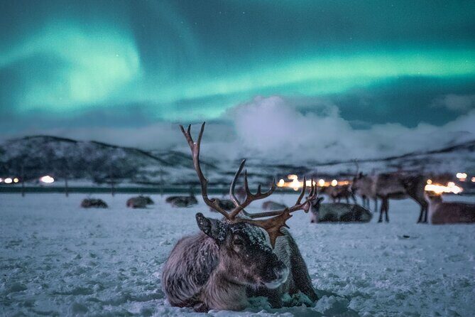 Sami Reindeer Camp Visit and Aurora Wonder Night - Meeting at Tromsø Havn and the 4:30 pm start